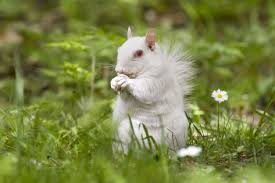 white squirrels trinity